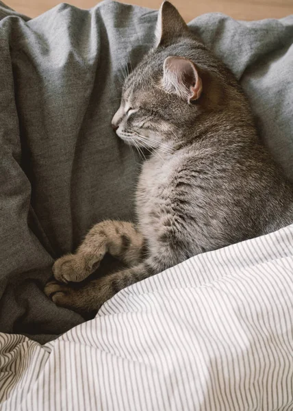 Evcil çizgili gri bir kedi sıcak bir battaniyenin altında yatakta uyur. Samimi bir kavram. Evin içindeki kedi. Veteriner klinikleri için görüntü, kedilerle ilgili siteler. Dünya Kedi Günü
