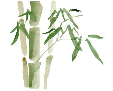 Bambu korusu, suluboya resim çizimi. Dikey dallar