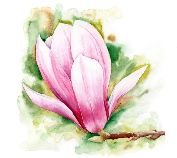 Aquarell-Zeichnung von Magnolie, Blume auf Zweig — Stockfoto