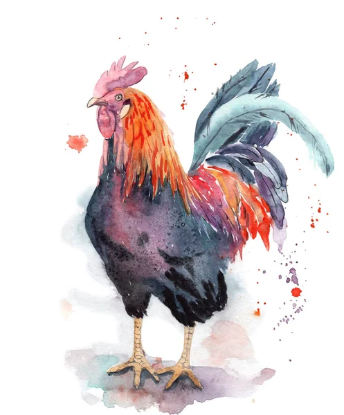 watercolor drawing of poultry - rooster made of splashes and drops