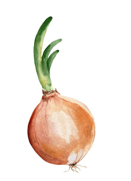 Akvarell ritning av en grönsak - lök med örter — Stockfoto