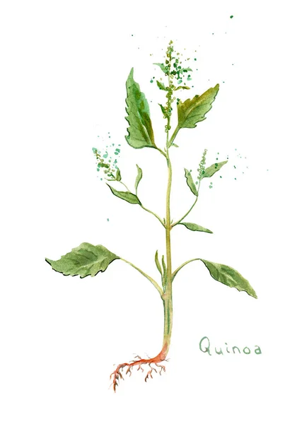 绿色水彩画-奎努阿植物,香料 — 图库照片