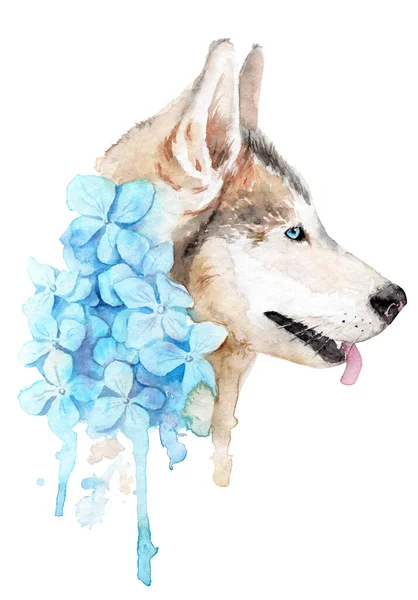 Dessin aquarelle d'un animal de compagnie - chien. Husky. Malamute de l'Alaska — Photo