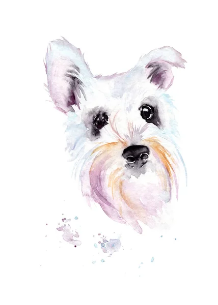 El dibujo de acuarela de la mascota - el perro. Schnauzer — Foto de Stock
