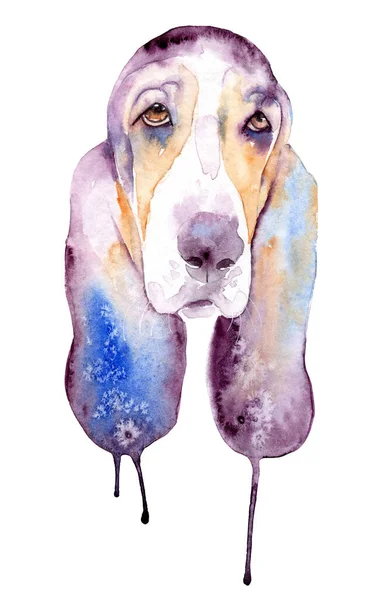 Aquareltekening van een huisdier - hond. Basset hond. — Stockfoto