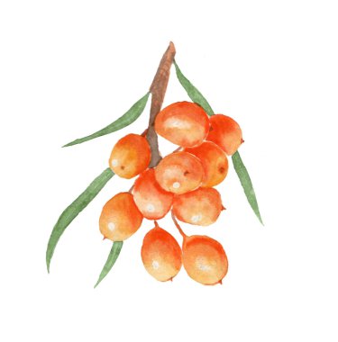 Böğürtlen suluboya çizimi - deniz dikeni. kağıda çizilmiş