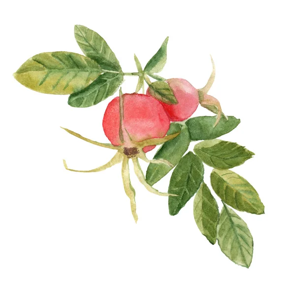 Akwarelowy rysunek jagód - różane biodra. sporządzony na papierze — Zdjęcie stockowe