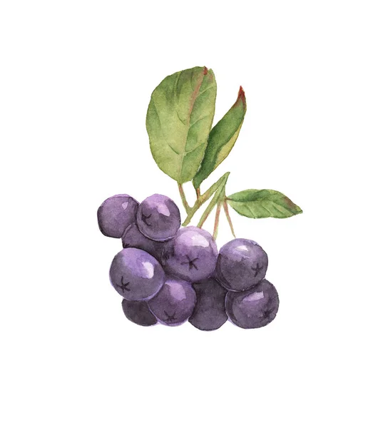 Aquareltekening van bessen - chokeberry. getekend op papier — Stockfoto