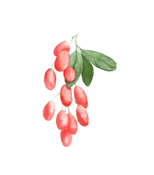 Aquarel schilderstuk van de bessen - barberry. getekend op papier — Stockfoto