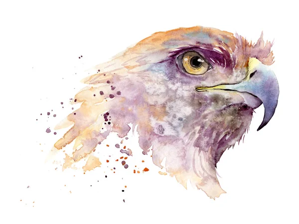 Aquarellzeichnung eines Vogels - Steinadler — Stockfoto