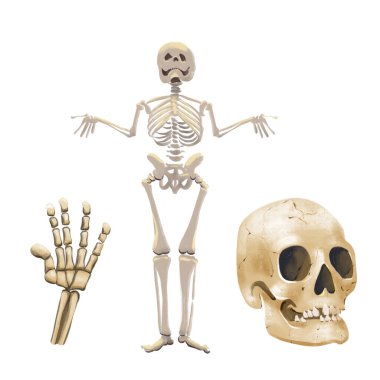 Cadılar Bayramı, Büyü ve Ölüler Günü 'nün yer aldığı dijital bir görüntü. iskelet, el, kafatası