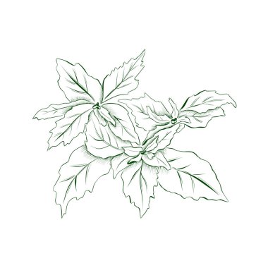 Bitkilerin ana hatları, bir fesleğen filizi. Asgari vektör illüstrasyonu.