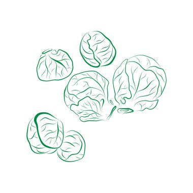 Brüksel lahanalı bir bitkinin taslağı. Asgari vektör illüstrasyonu.