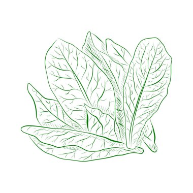 Bitkilerin ana hatları, marul. Asgari vektör illüstrasyonu.