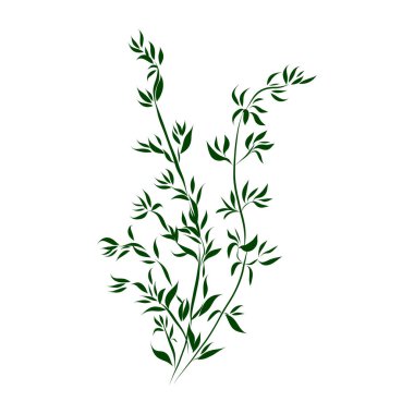 Baharat bitkisinin taslağı. Asgari vektör illüstrasyonu.