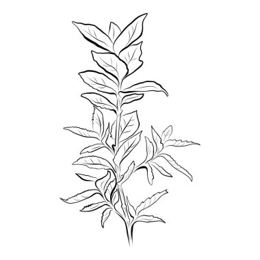 Baharat bitkisinin taslağı. Asgari vektör illüstrasyonu.