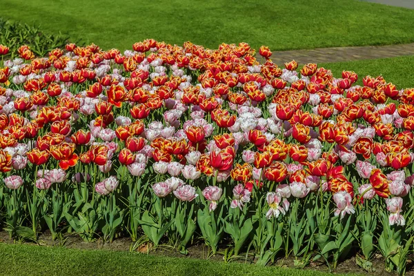 Цветочная кровать с тюльпанами — стоковое фото