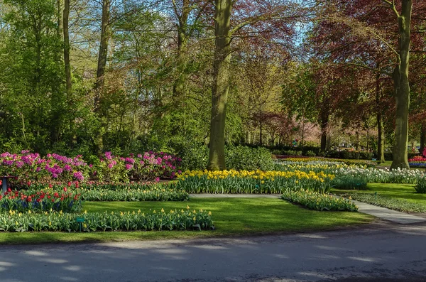 Parterre en Keukenhof — Foto de Stock