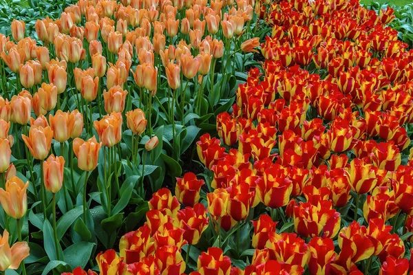 Цветочная кровать с тюльпанами — стоковое фото