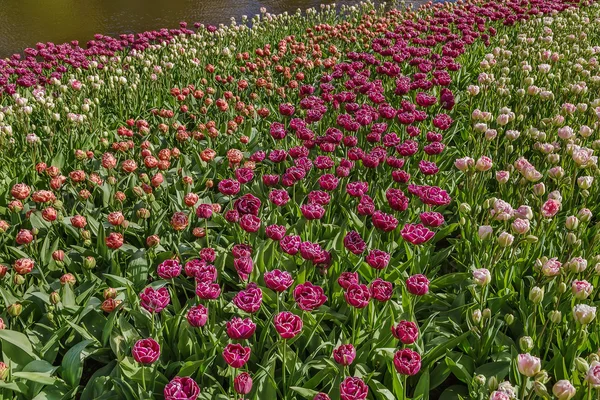 Blumenbeet mit Tulpen — Stockfoto