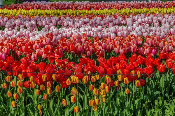 Cama de flores com tulipas — Fotografia de Stock