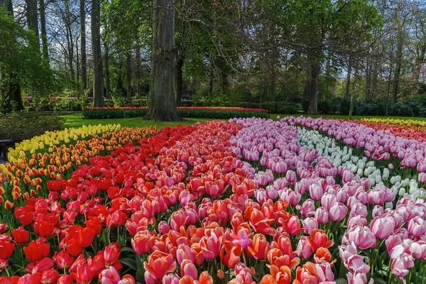 Lecho de flores con tulipanes —  Fotos de Stock