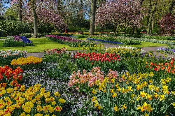 Cama de flores em Keukenhof — Fotografia de Stock