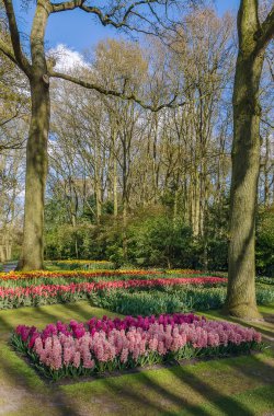 flowerbed keukenhof içinde