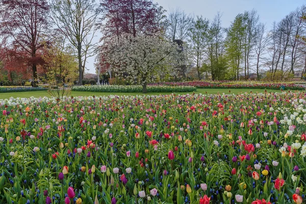 Cama de flores com flores diferentes — Fotografia de Stock