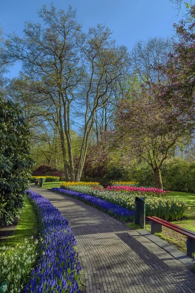 Parterre en Keukenhof — Foto de Stock