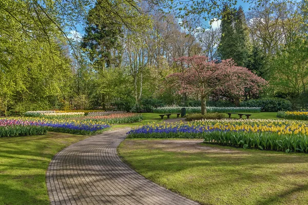 Flowerbed in Keukenhof — Stock Photo, Image