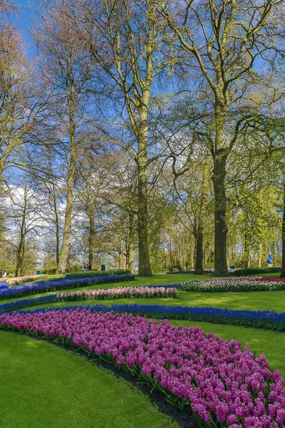 Parterre en Keukenhof — Foto de Stock