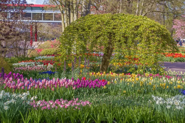 Vista Del Parterre Jardín Keukenhof Holanda — Foto de Stock