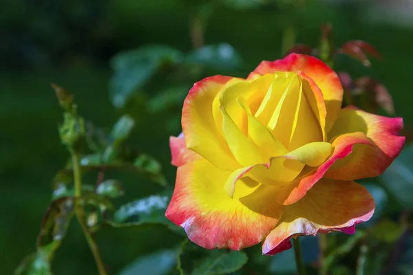 Jardín Rosa Jardín Verano Rusia — Foto de Stock