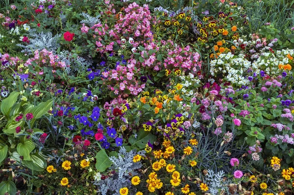 Flowerbed, Russia — Stock Photo, Image