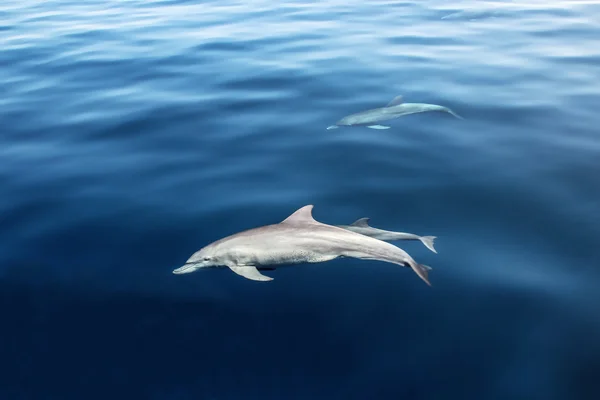 Dolphin in the ocean — Stock Photo, Image