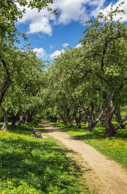 Elma ağaçları ile sokak