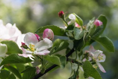 kaba yanmış Parşömen kağıdı arka plan