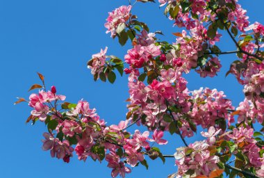 kaba yanmış Parşömen kağıdı arka plan