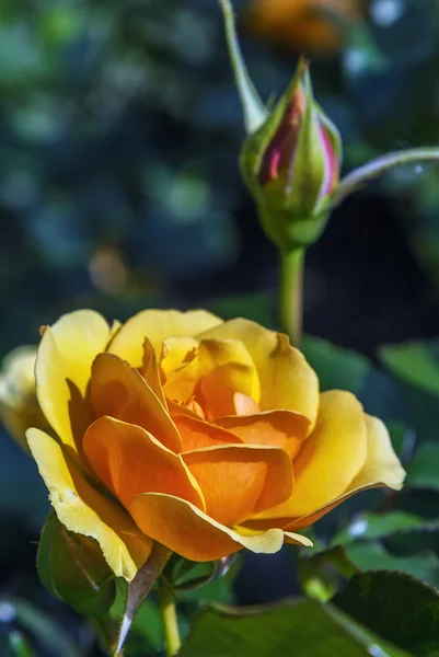 Brotes de una rosa de té — Foto de Stock