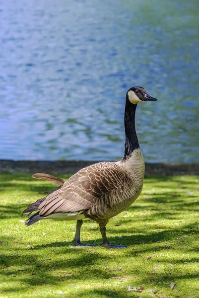 Canada goose — Stock Photo, Image