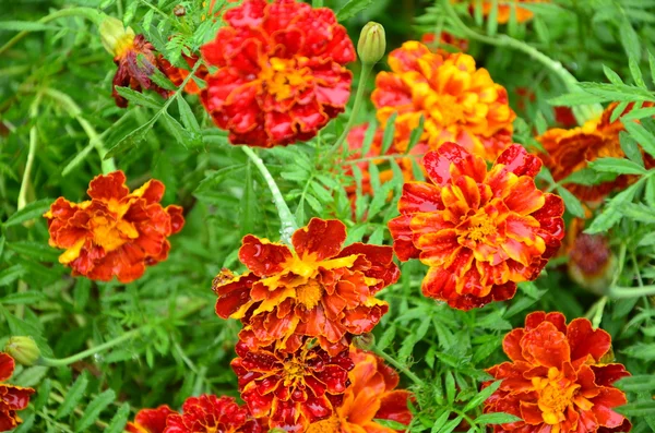 Röda blommor — Stockfoto