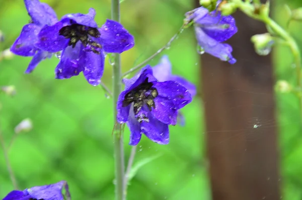 Blå blommor — Stockfoto