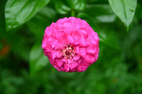 Rosa blommor — Stockfoto