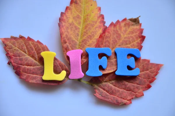 Life — Stock Photo, Image