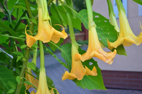 Datura — Stock fotografie