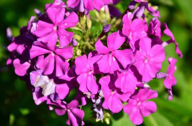 Bahçedeki güzel çiçekler