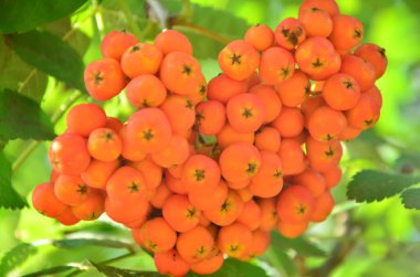 Bahçedeki ağaçta olgunlaşmış kırmızı meyveler