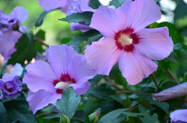 Bahçedeki pembe çiçek