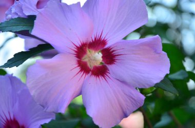 Güzel çiçekler, çiçek konsepti